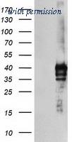 OriGene TA504010S image 1