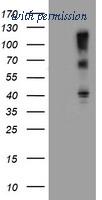 OriGene TA504012S image 1