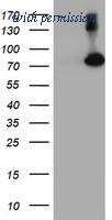 OriGene TA504014S image 1