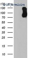 OriGene TA504015S image 1