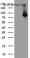 OriGene TA504016S image 1
