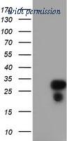 OriGene TA504032S image 1