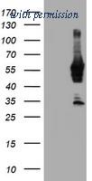 OriGene TA504053BM image 1
