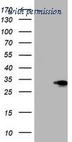 OriGene TA504057S image 1