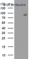 OriGene TA504068S image 1