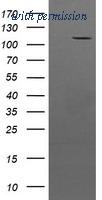 OriGene TA504076S image 1