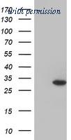 OriGene TA504085S image 1