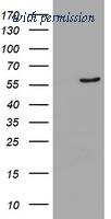 OriGene TA504099S image 1
