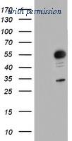 OriGene TA504111S image 1