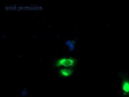 OriGene TA504113S image 1