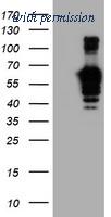 OriGene TA504115S image 1