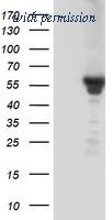 OriGene TA504152S image 1