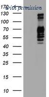 OriGene TA504165S image 1