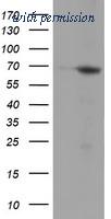 OriGene TA504177S image 1