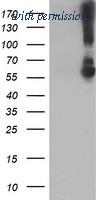 OriGene TA504197S image 1