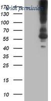 OriGene TA504198S image 1