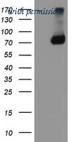 OriGene TA504224S image 1