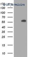 OriGene TA504230S image 1