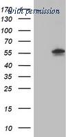 OriGene TA504231S image 1
