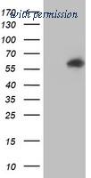 OriGene TA504234S image 1