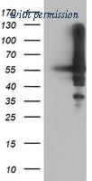 OriGene TA504235S image 1