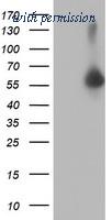 OriGene TA504238S image 1