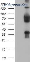 OriGene TA504240S image 1