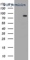OriGene TA504247BM image 1