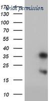 OriGene TA504254S image 1