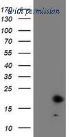 OriGene TA504256S image 1