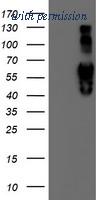 OriGene TA504257S image 1