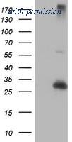 OriGene TA504270S image 1