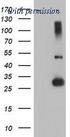 OriGene TA504273S image 1