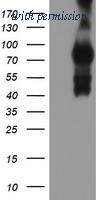 OriGene TA504276S image 1