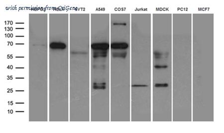 OriGene TA504280S image 1