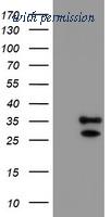 OriGene TA504289S image 1
