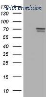 OriGene TA504290AM image 1