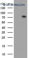 OriGene TA504291S image 1