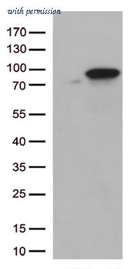 OriGene TA504293S image 1