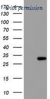 OriGene TA504294S image 1