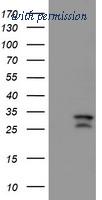 OriGene TA504329S image 1