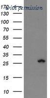OriGene TA504335AM image 1