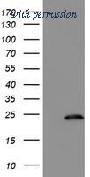 OriGene TA504336S image 1