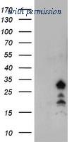 OriGene TA504341S image 1