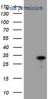 OriGene TA504344S image 1