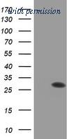 OriGene TA504350S image 1
