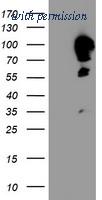 OriGene TA504351S image 1