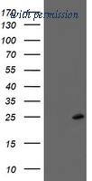 OriGene TA504352S image 1