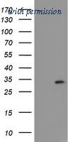 OriGene TA504354S image 1