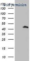 OriGene TA504357S image 1